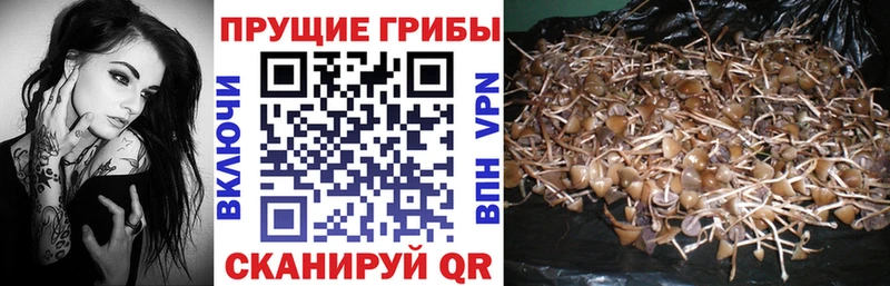 Купить где  Усолье-Сибирское  Галлюциногенные грибы мицелий 